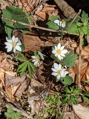 Sanguinaria canadensis