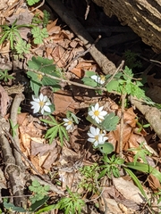 Sanguinaria canadensis