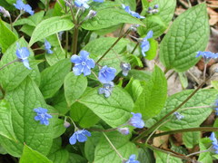 Omphalodes