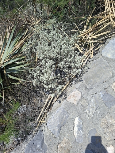 Big Bend Silverleaf