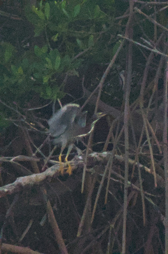 Tricolored Heron