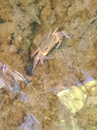Iberian Freshwater Crab