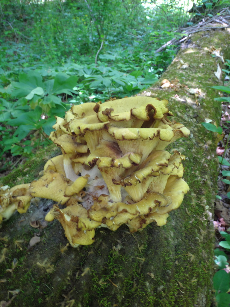 Golden Oyster Mushroom · May 2026 · photo: Photo: (c) Alie / C.A. Kratzer, some rights reserved (CC BY-SA) · iNaturalist