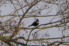 Turdus torquatus torquatus