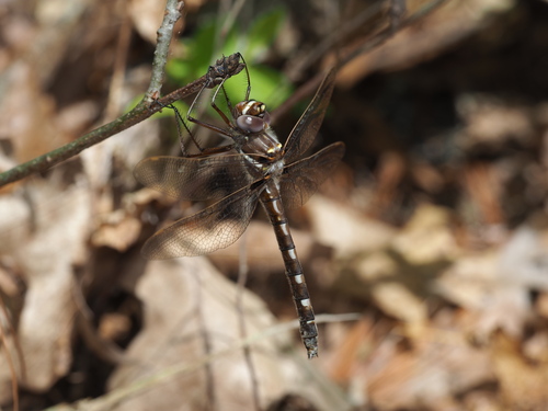 Stream Cruiser photo 6