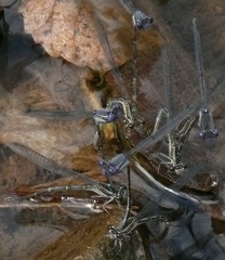 Argia translata