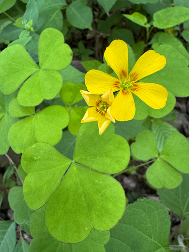 Oxalis grandis, photograph 5