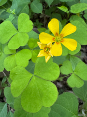 Oxalis grandis, photograph (c) Shelby Lyn Sanders, some rights reserved (CC BY)