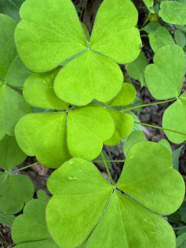 Oxalis grandis, photograph 6