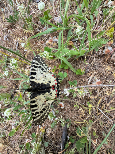 Eastern Festoon