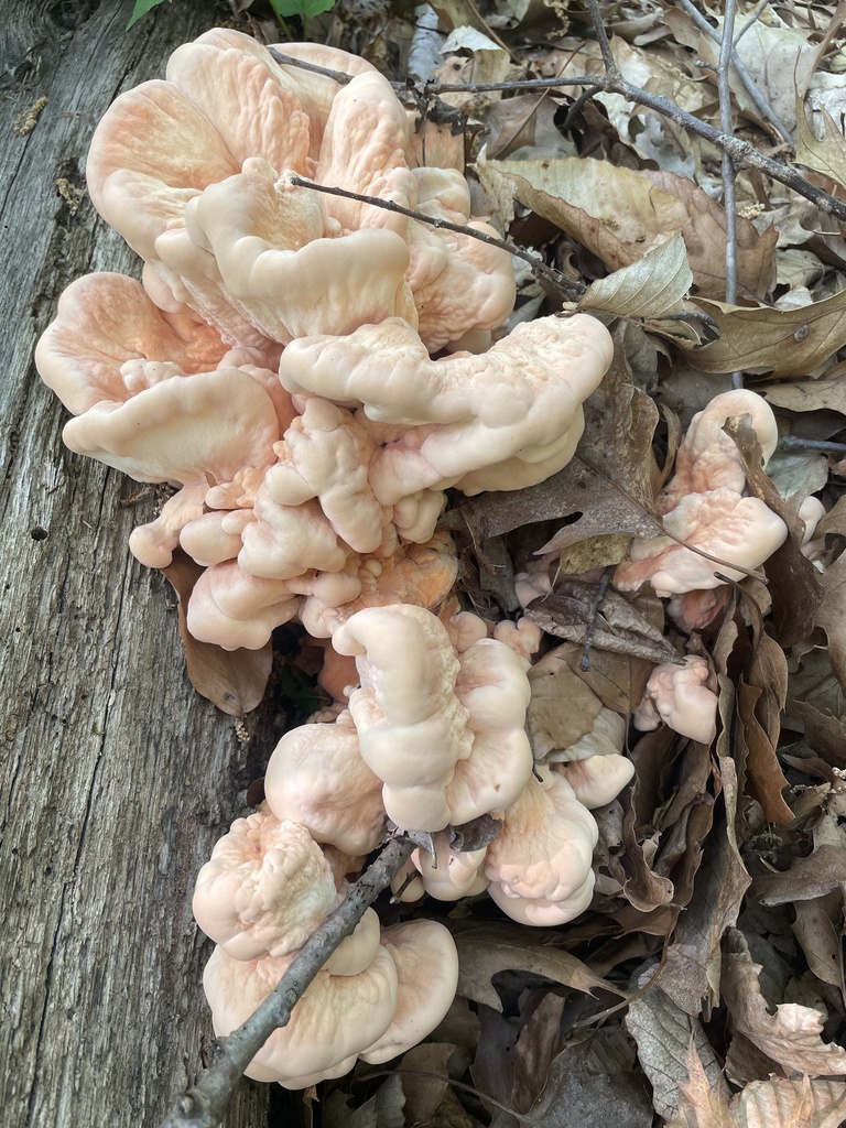 White-pored Chicken of the Woods · May 2026 · photo: Photo: no rights reserved · iNaturalist