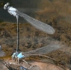 Argia moesta
