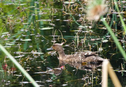 iNaturalist image