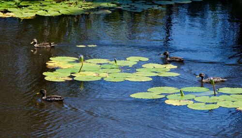 iNaturalist image