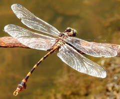 Phyllogomphoides stigmatus