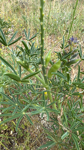 Narrow-leaved Lupine