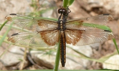 Libellula luctuosa