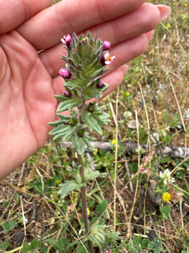 Broadleaf Glandweed
