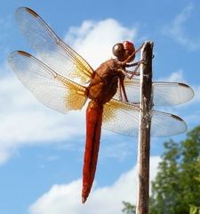 Libellula croceipennis