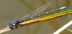 Argia sedula