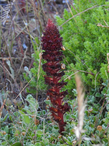 Orobanche foetida, photograph 4