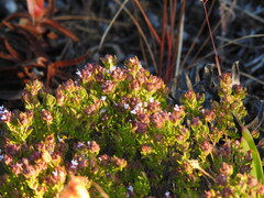 Thymus camphoratus