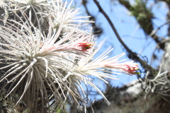 Tillandsia plumosa