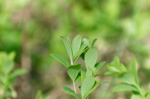 Наблюдение на iNaturalist