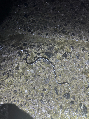 Formosa Wolf Snake