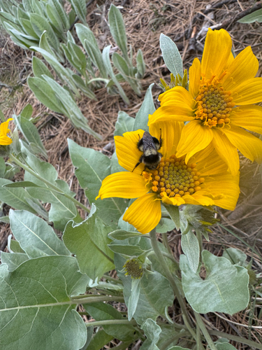 iNaturalist observation photo of Black-tailed Bumble Bee