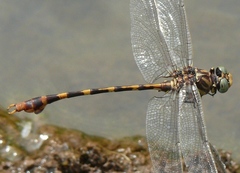 Phyllogomphoides stigmatus