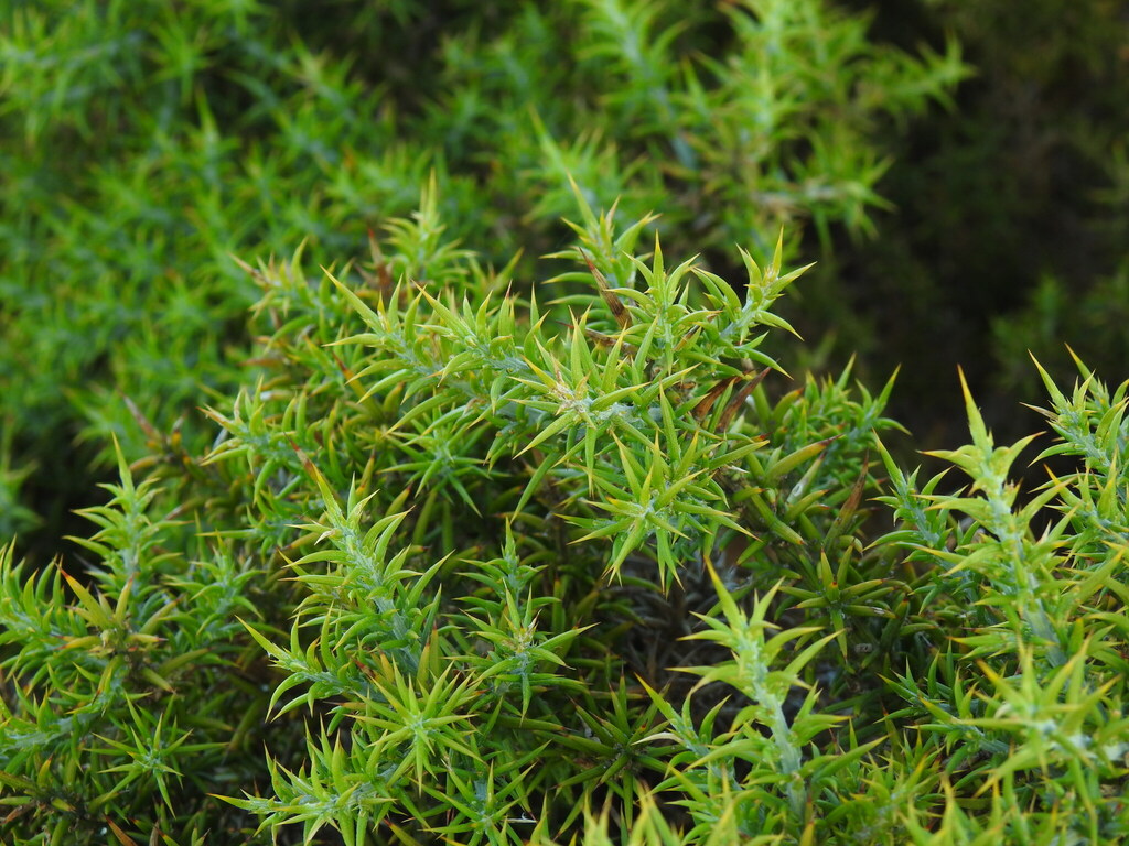 Ulex australis; photograph (c) Duarte Frade, some rights reserved (CC BY)