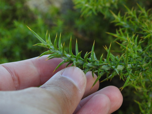 Ulex australis, photograph 1