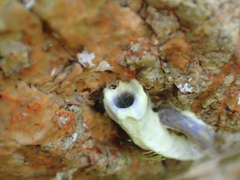 Spirobranchus cariniferus