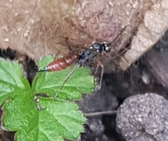 Ischnus inquisitorius