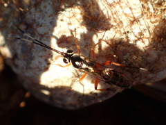 Glabridorsum stokesii