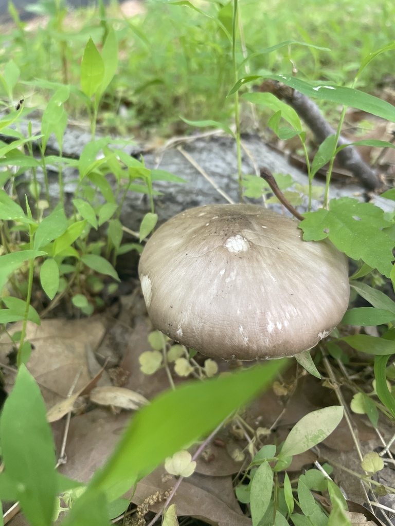 Deer Mushroom · May 2026 · photo: Photo: no rights reserved · iNaturalist