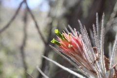 Tillandsia plumosa
