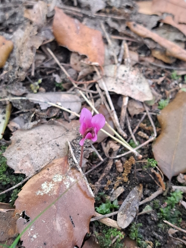 Cyclamen repandum, photograph 5