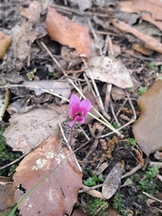 Cyclamen repandum, photograph (c) Alin, some rights reserved (CC BY)