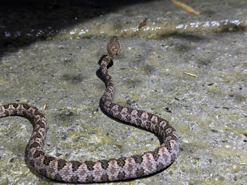 Brown spotted pitviper