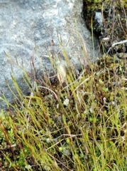 Bryopsida