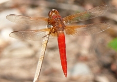 Libellula croceipennis