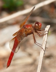 Libellula croceipennis