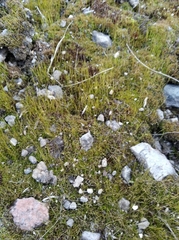 Bryopsida