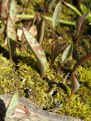 Erythronium albidum