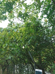 Bridelia tomentosa