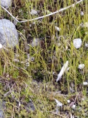 Bryopsida