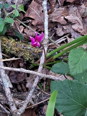 Cyclamen repandum, photograph (c) Alin, some rights reserved (CC BY)