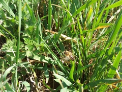Colletes cunicularius